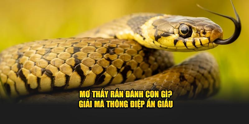 Mơ Thấy Rắn Đánh Con Gì